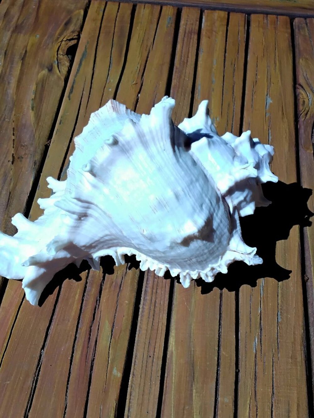 8.5" Ramose Murex Sea Shell Coastal Decor. Chicoreus Ramosus - Picture 2 of 6